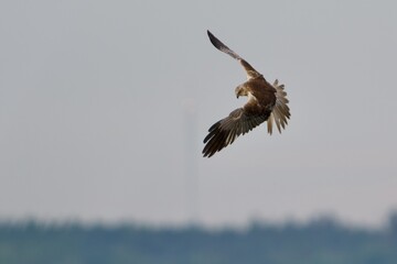 Western marsh harrier on the west coast in Sweden