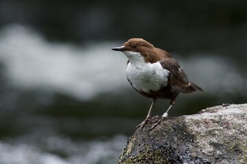 White throated dipper on a rock in Sweden
