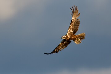Western marsh harrier on the west coast in Sweden