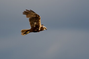 Western marsh harrier on the west coast in Sweden