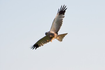 Western marsh harrier on the west coast in Sweden