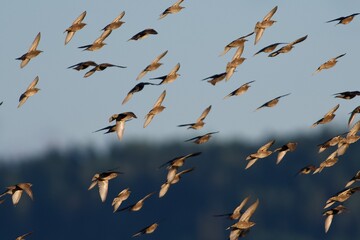 Common starling flock in Sweden