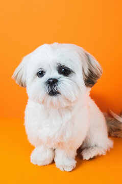 Shih Tzu Puppy portrait
