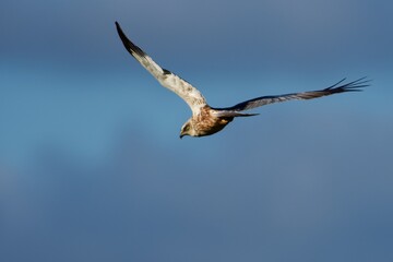 Western marsh harrier on the west coast in Sweden