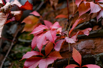 red maple leaves