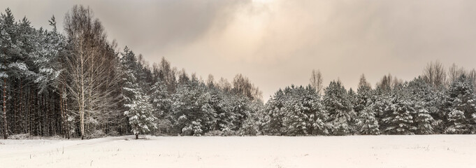 Winter forest, snow-coverd trees, Podlasie Poland