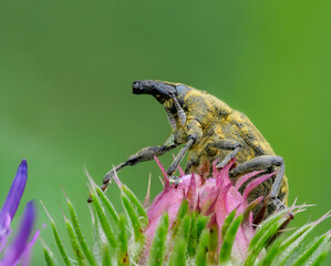 Kratzdistelrüssler (Larinus turbinatus) an einer Distel 