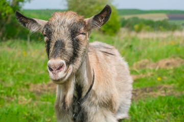  happy domestic goat smiles right into the camera. A goat grazes on a green pasture. concept of agriculture and animal husbandry.