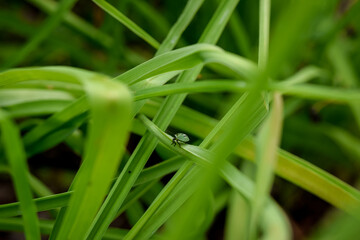 A Bug on grass