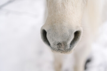  nose of white pony in the snow
