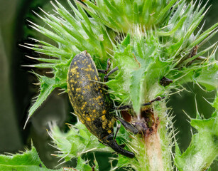 Kratzdistelrüssler (Larinus turbinatus) an einer Distel mit deutlicher Fressstelle
