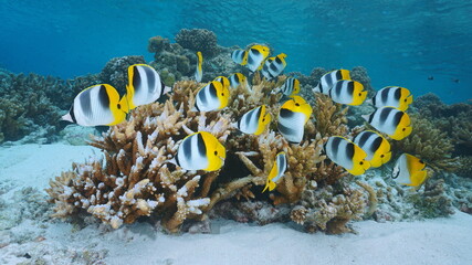 Tropical fish and coral reef underwater ocean (Pacific double-saddle butterflyfish), French...