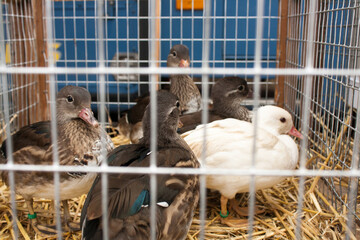 Ducks on the animal market in Mol, Belgium.