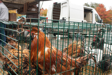 Rooster on the animal market in Mol, Belgium.