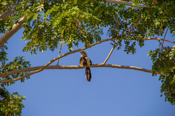 Um Anu-branco (Guira-guira) em um galho de árvore.