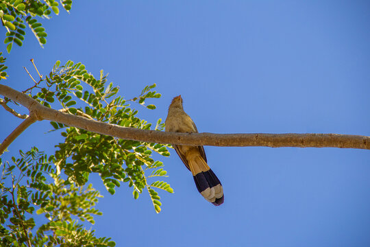 Um Anu-branco (Guira-guira) em um galho de &aacute;rvore.