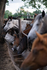 In summer, the horses are in the paddock at sunset. Brown and white horses drink water in nature