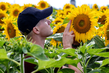 Young farmer or agronomist standing in a sunflower field assessing the yield and examining the crop. Agriculture.