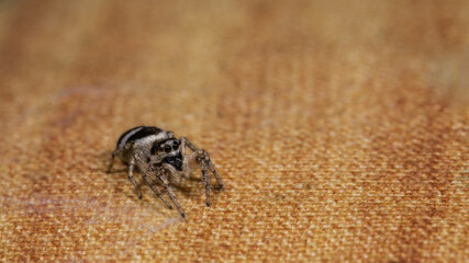 Springspinne