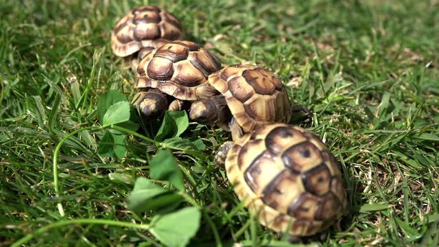 Footage of four young hermann turtles eating fresh clover on green lawn. close-up view