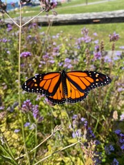 monarch butterfly on flower