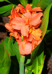 Canna flower or canna lily is the only genus of flowering plants in the family Cannaceae,...