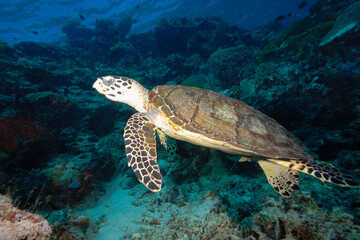 Obraz premium A turtle in the sea