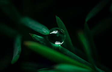 close up of a green leaf © Michael
