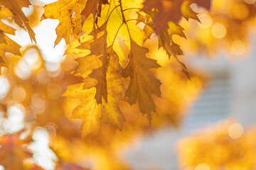 Yellow golden leaves of northern red oak against background of grey building lit by backlight

