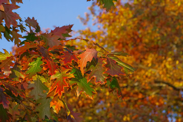 Branch of northern red oak with colorful red, green and orange leaves against background of blue sky in autumn
