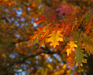 Naklejka na ściany i meble Branch of northern red oak with colorful red, green and orange leaves against background of blue sky in autumn