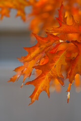 Fototapeta premium Orange and red leaves of northern red oak against background of grey building lit by backlight
