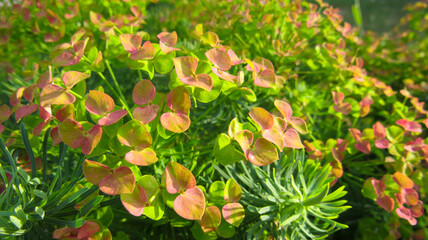 Green hydrangea paniculate in close-up