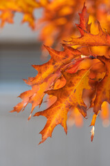 Orange and red leaves of northern red oak against background of grey building lit by backlight