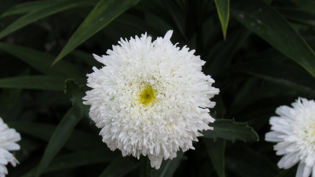 Double daisy flower in close-up