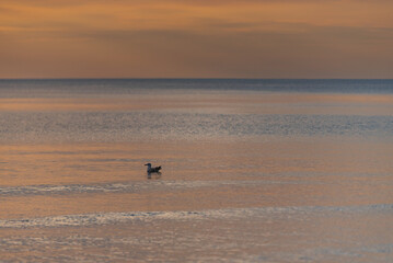 the bird is flying in the water at sunset