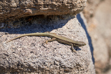 Common wall lizard sunbathing on a rock in the morning (Podarcis Muralis)	