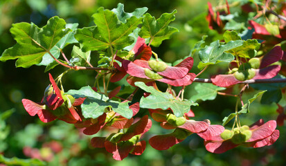 Fruits of the hedge maple (Acer campestre) is a deciduous tree. It can be used for its timber and...