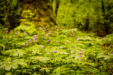 Wild Geranium Flowers Bloom At The Base of Large Tree