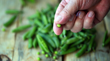 Selective focus. Macro. Fresh green peas in hands.