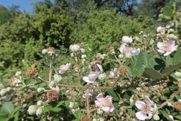 Blackberries Being Visited and Pollinated by Bees