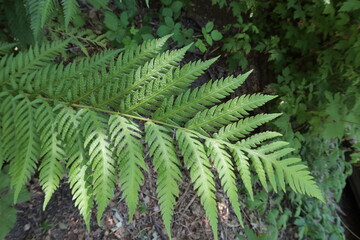 Chain Leafed Fern in a Southern California Mountain Habitat California