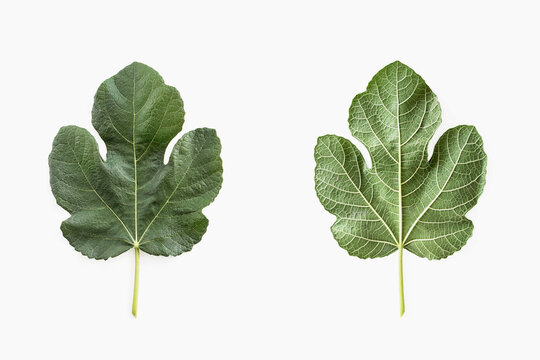 green fig leaf (ficus carica) on white background 