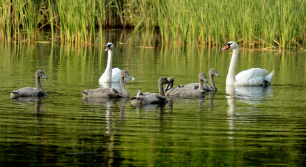 Naklejka na ściany i meble Swan family swimming in the forest pond