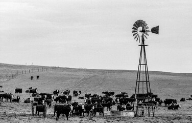 Herd of cattle with a wind turbine pump on a pasture in Wyoming / USA.