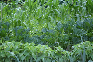 Organic vegetable garden in summer. Corn, zucchini, beans, and leeks plants growing.