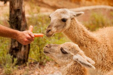 free animals in nature reserve