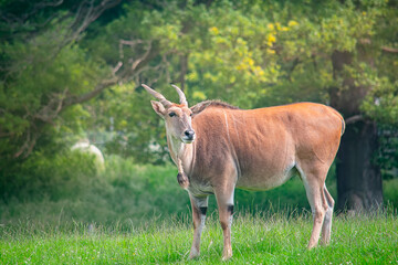 Wild african Eland antelope in the nature