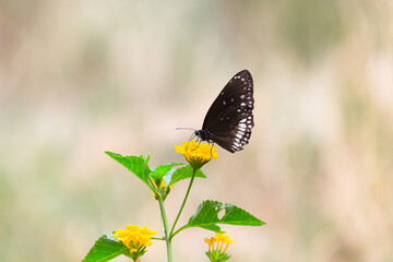 Euploea core, the common crow, is a common butterfly found in South Asia to Australia. In India it is also sometimes referred 
 to as the common Indian crow, and in Australia as the Australian crow. I