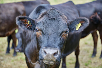 Image of black cow head. Selective focus.